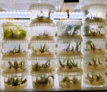 Клоны на стеллаже