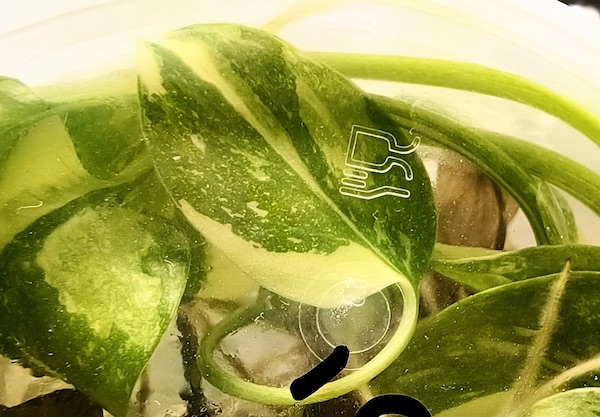 получится ли клонировать?