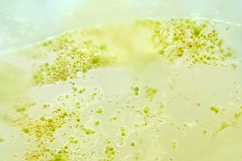 пророщенные семена фаленопсисов, результат второй части