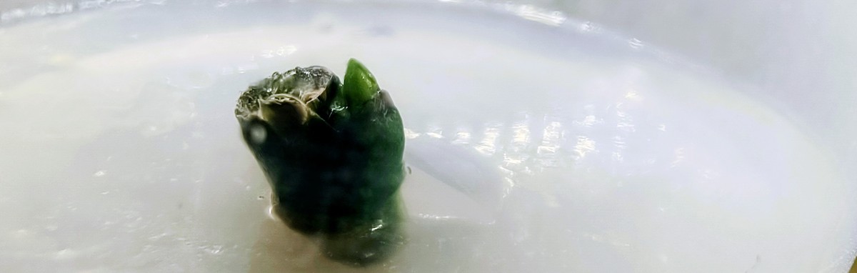 успешно введённые и начавшие расти цветоносы фаленопсисов, результат второй части