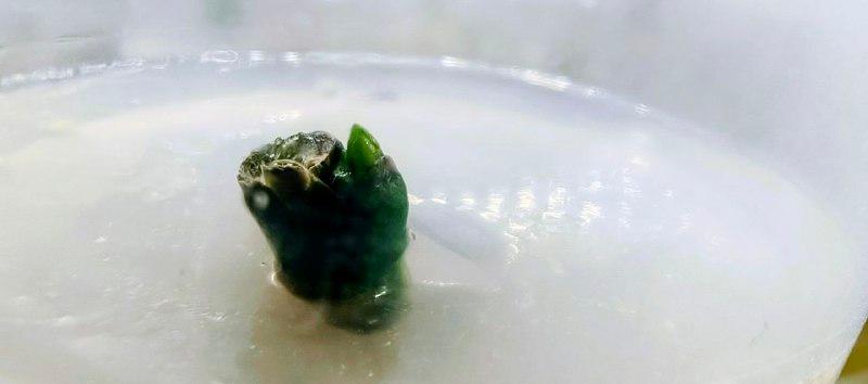 успешно введённые и начавшие расти цветоносы фаленопсисов, результат второй части