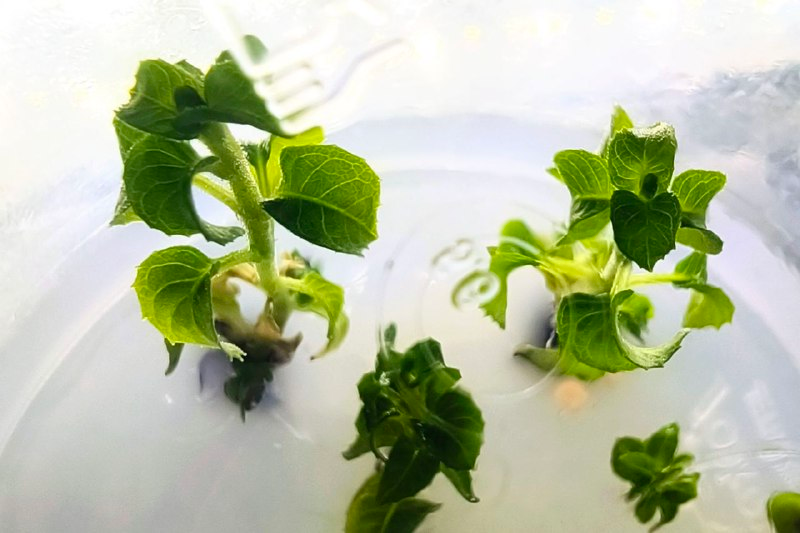 фуксия, клоны, результат первых 5 серий