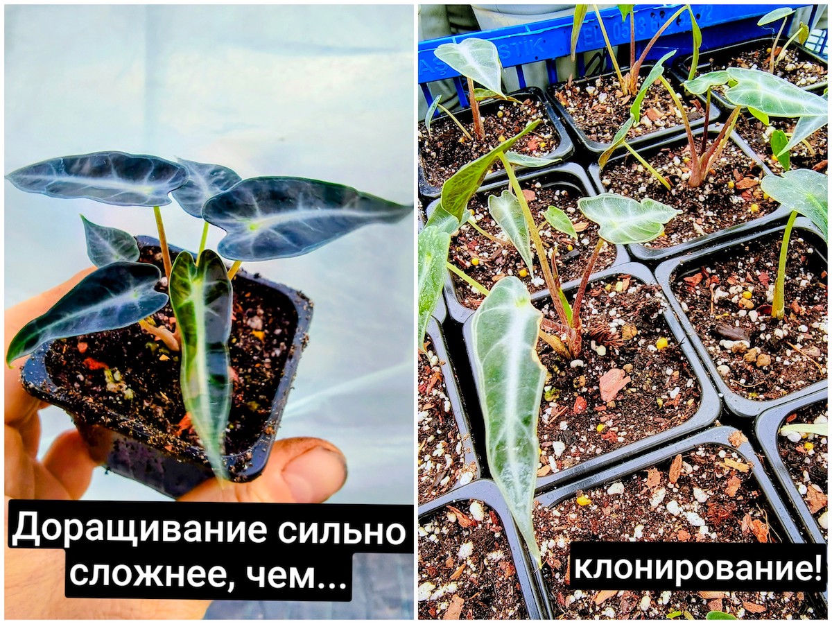 Доращивание сложнее, чем клонирование