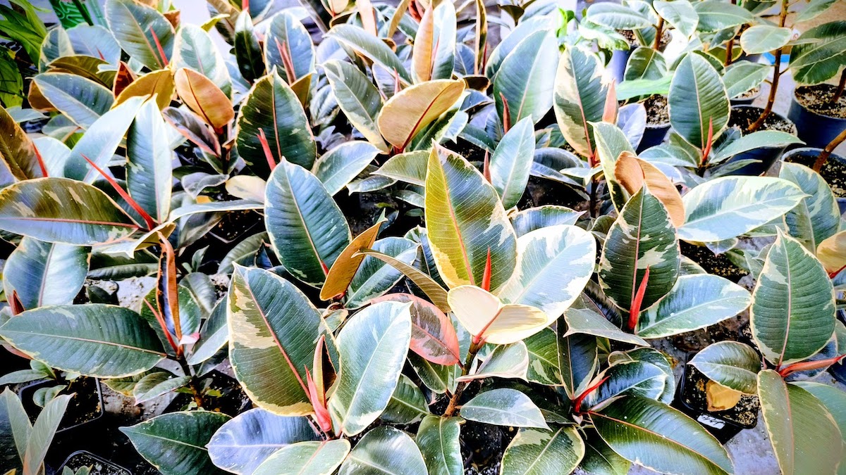 Фикусы в производстве