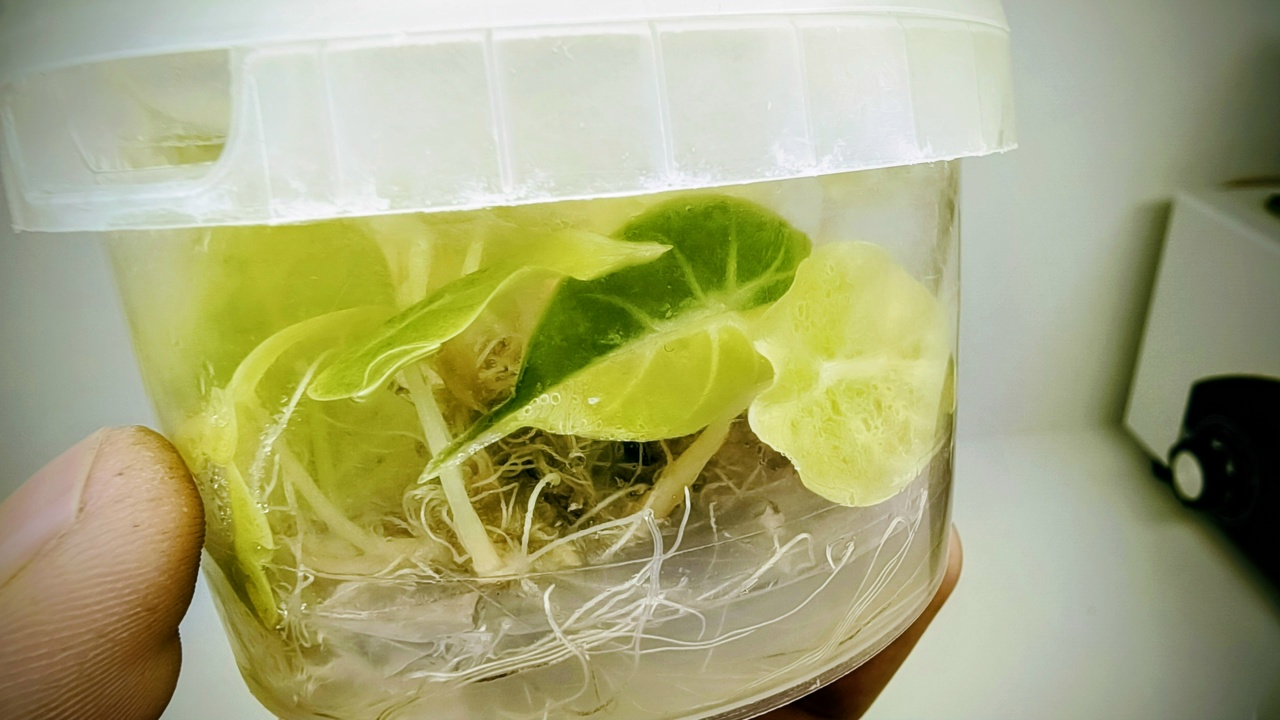 Фото всей лабы