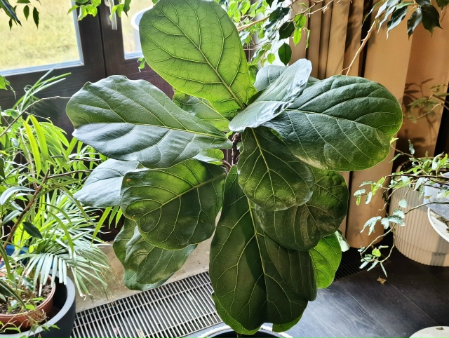 фикус лирата