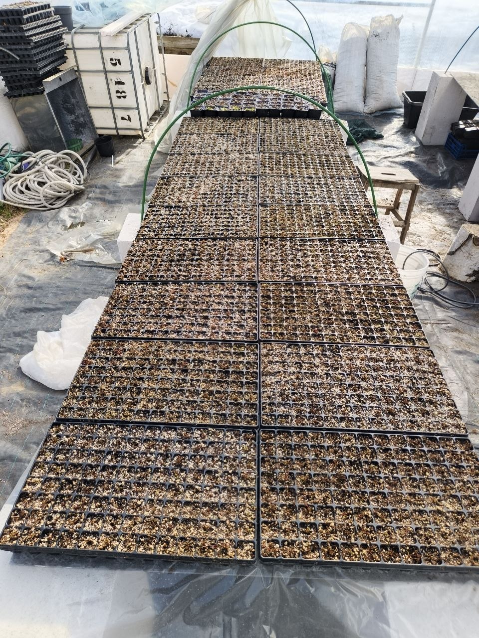 Мухоловки в кассетах