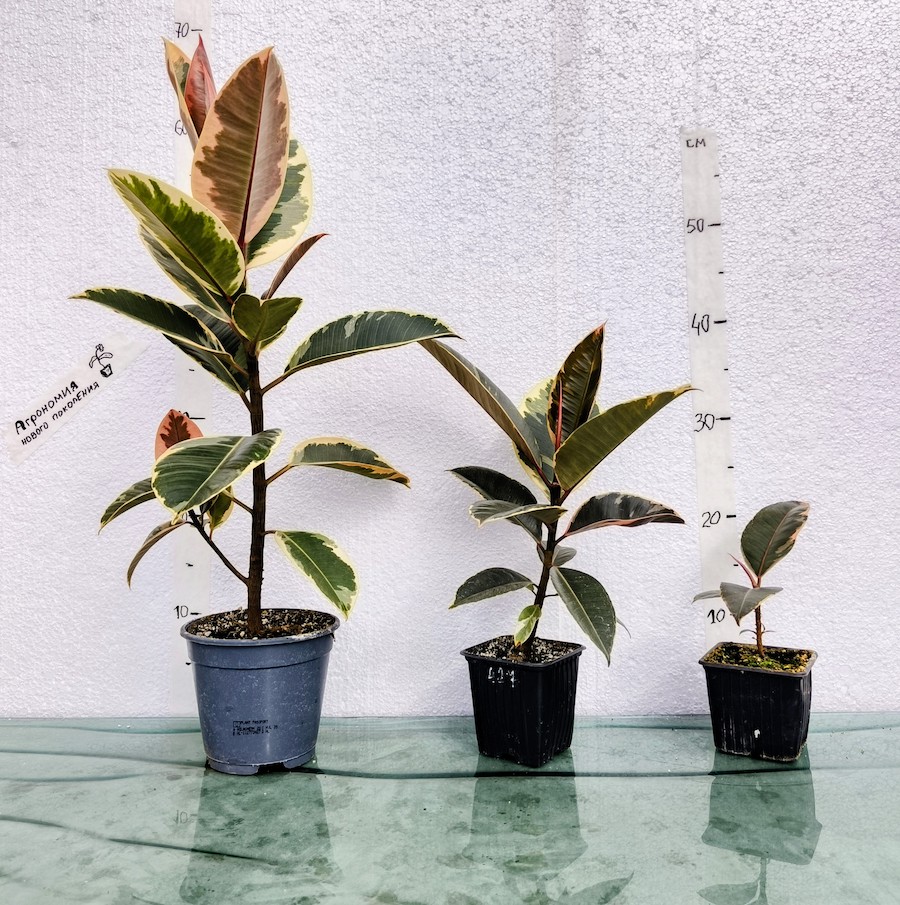 Продажа горшечных комнатных растений