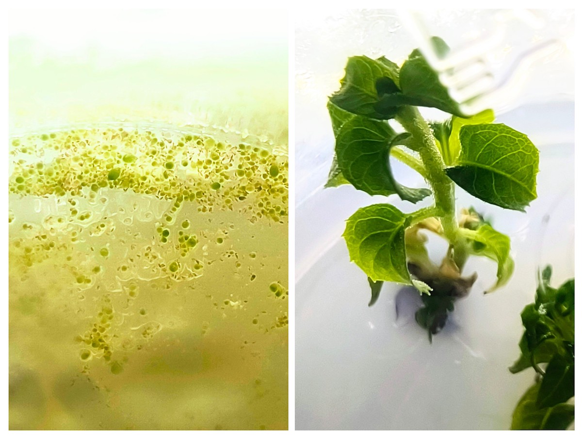 Пророщенные семена фаленопсисов и фуксия, клоны