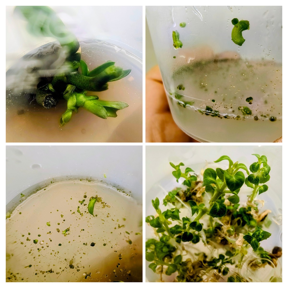 результат введения в культуру после курсов