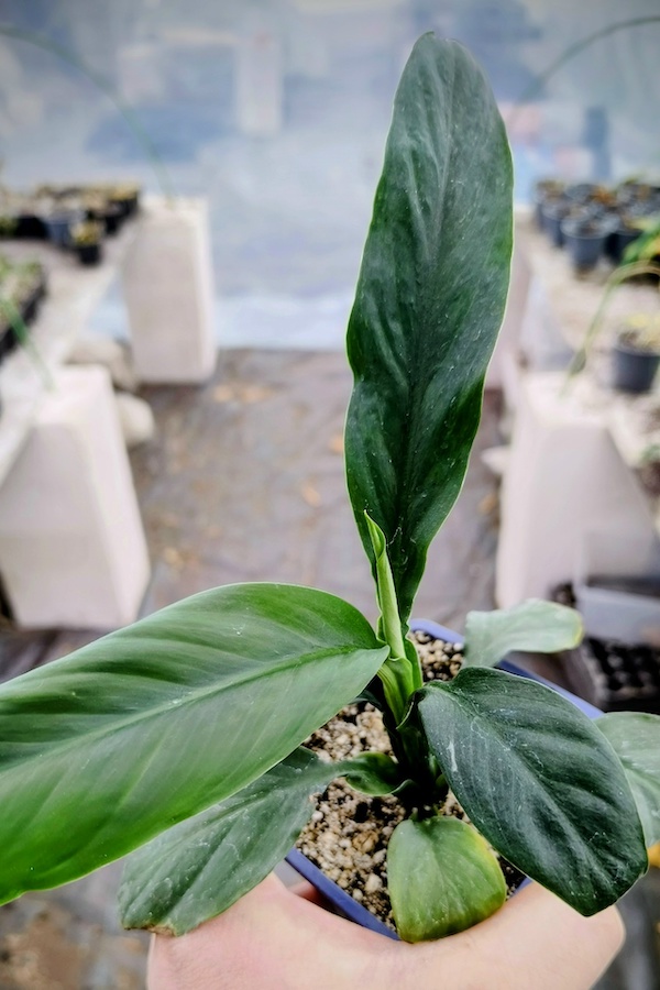 спатифиллум