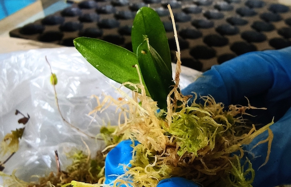 Фаленопсис